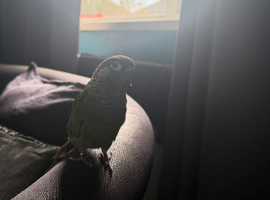 Firey shoulder conure