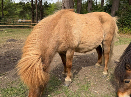 Beautiful dun Shetland pony