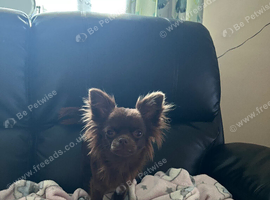 Beautiful chocolate girl chihuahua