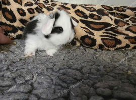 Stunning baby minilops can meet by arrangement