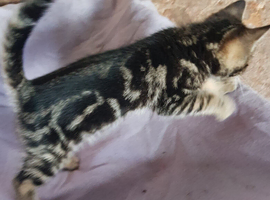 Bengal cross kittens