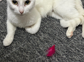 Gorgeous Kittens Looking for Their Forever Homes