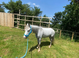 Section A gelding