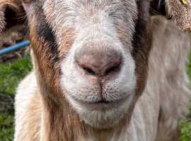 Female goats Anglo Nubian/Toggenburg/Boer