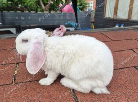 Mini lop plush