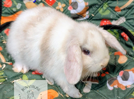 5 Mini Lop/Mini Rex bunnies for reserve! Ready Sunday 4th October