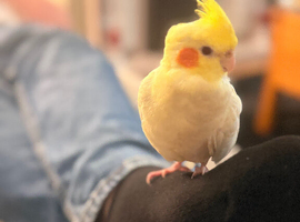 Female cockatiel