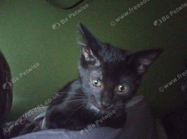Beautiful little black female