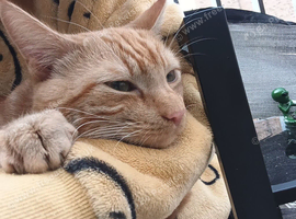 Boy ginger cat