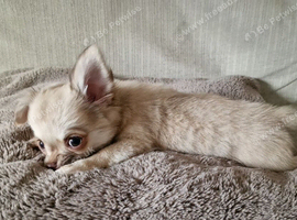 REDUCED Chihuahua Puppies READY NOW