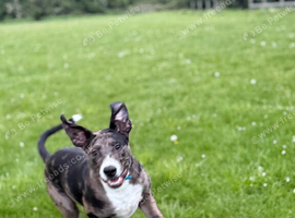 8 month old puppy