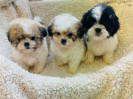 Shihchon Teddy Bear Girl Puppies (Shih Tzu x Bichon Frise)