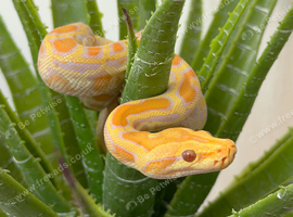 BURMESE PYTHONS