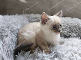 Persian x Blue eyed Female