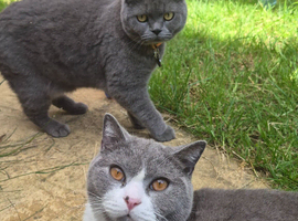 Two adorable British shorthair cats