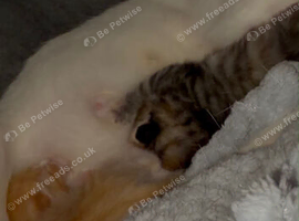 Kittens