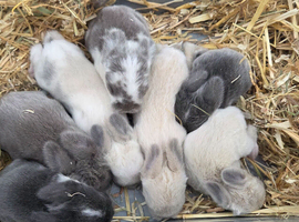 Mini lop bunnies