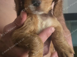8 week old Male full cocker spaniel