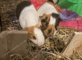 2 guinea pigs for sale