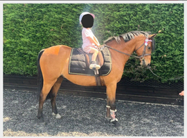 Stunning 133cm Show Pony