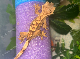 Young crested gecko ready to leave SOON!