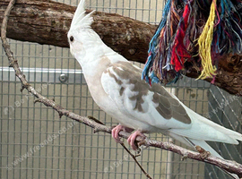 Baby cockatiels pied