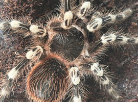 Female Tarantula