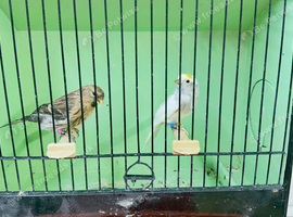 Redpoll Pair - Pied Cock x Normal Split for Pied hen