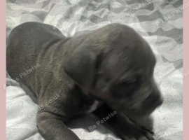 Blue Staffordshire boy puppy