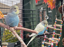 Baby Budgies in York