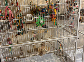 2 large bird cages plus 2 playstands