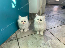 Beautiful Fluffy Persian &ndash; Ready to Reserve
