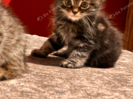 Beautiful little mixed kittens!