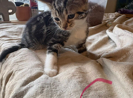 7 kittens ready for their new homes