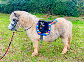 Prince - A Super Cute Mini Shetland