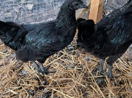 Hen - POL (1x)