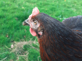 Lovely bluebelle hens available as well as other breeds
