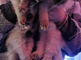Lovely fluffy ragdoll/Scottish fold kittens