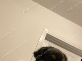 Rottweiler puppy