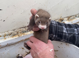 Young tame EU polecats