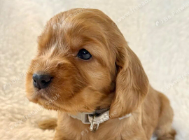 Gorgeous Cocker Spaniel Puppies 2 Boys, 2 Girls