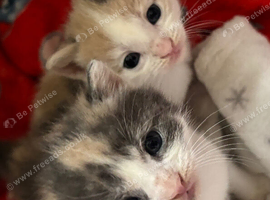Beautiful kittens