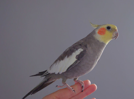 Hand tame male cockatiel