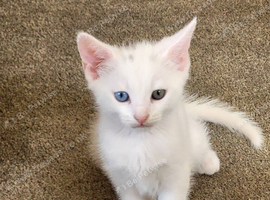 Two boys available