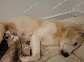 Husky puppies