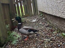 10 month old drake mallard