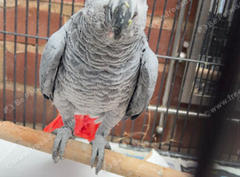Beautiful African grey Parrot for sale
