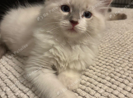 Crisp white lilac tone ragdoll stunning boy