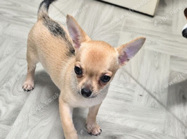 1 female chihuahua ready to leave