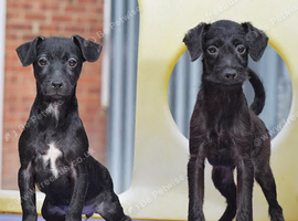 Both vaccines..  & READY NOW Miniature Patterpoo&rsquo;s